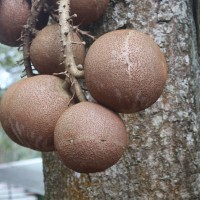 Couroupita guianensis Aubl.